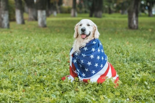 Golden Retriever avec le drapeau des USA